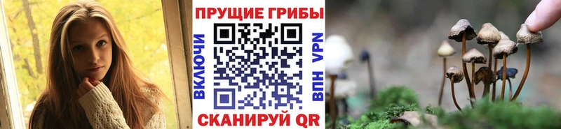 Купить закладки  Озёрск  Галлюциногенные грибы Psilocybine cubensis 